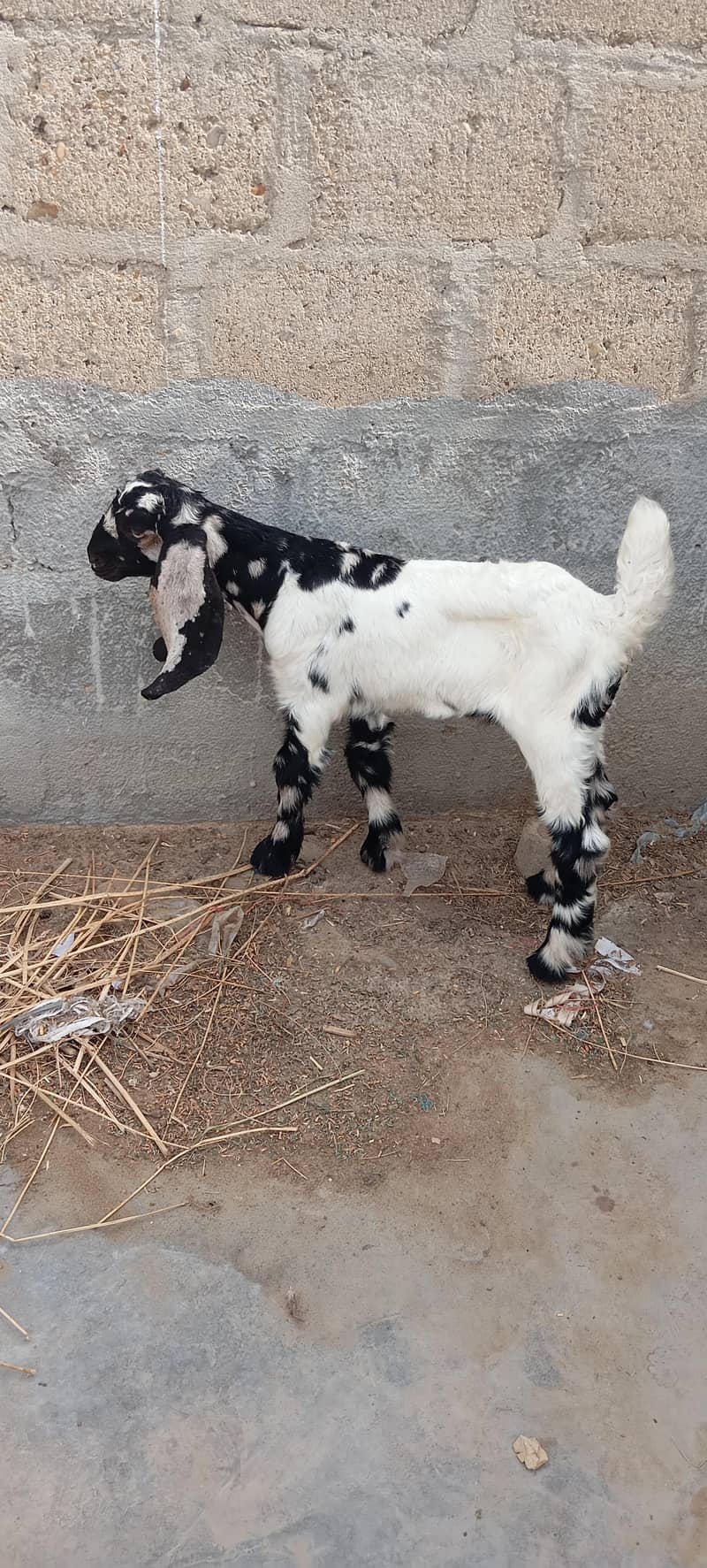 Bakra 1