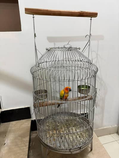 SUN CONURE WITH CAGE