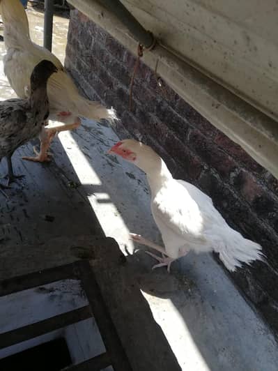 heera chiks and pair for sale
