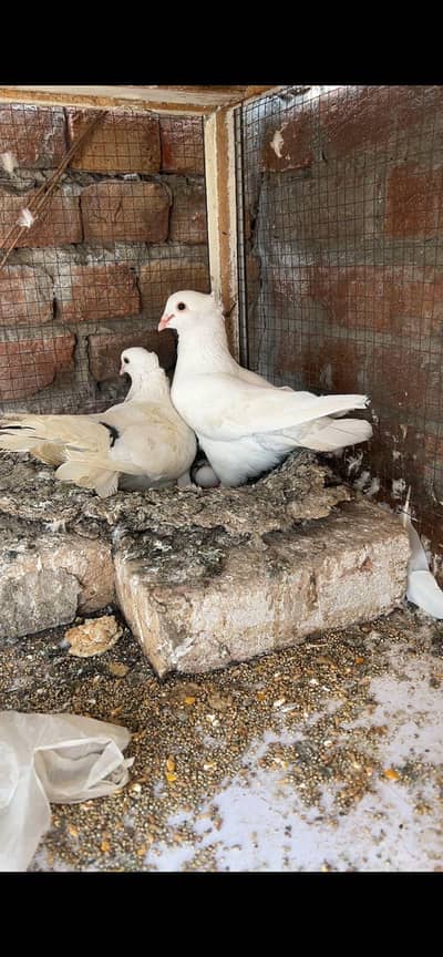 Pure white beautiful fancy pegion