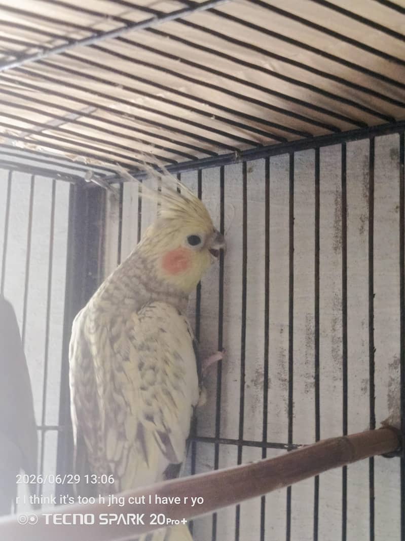 breeder pair 6