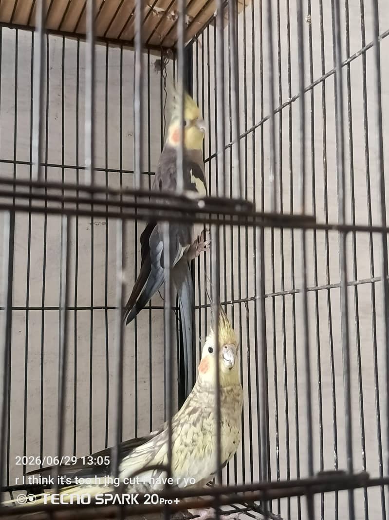 breeder pair 7