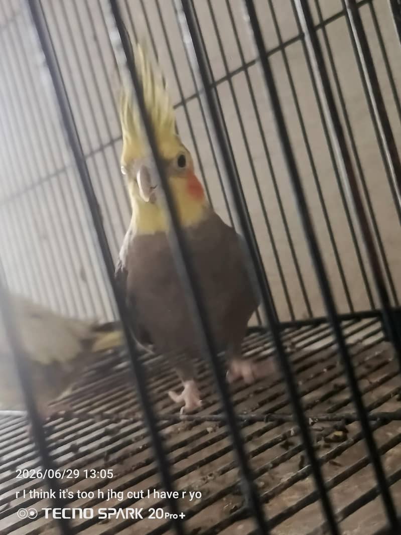 breeder pair 8
