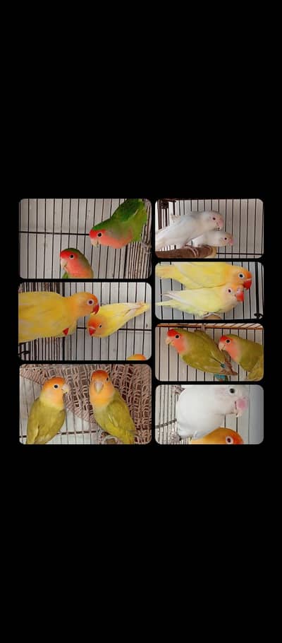 Lovebirds Fisher Albino Rozicoli Green Cremino Decino Split Blue 2 Red