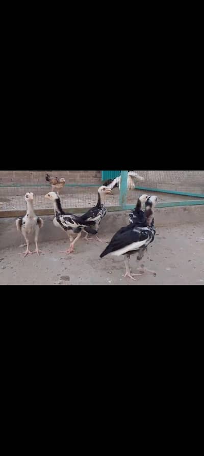 lasani high quality chuza for sale
