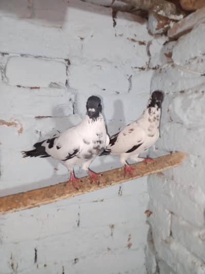 pesohri  guldar. kalyara breeder pair