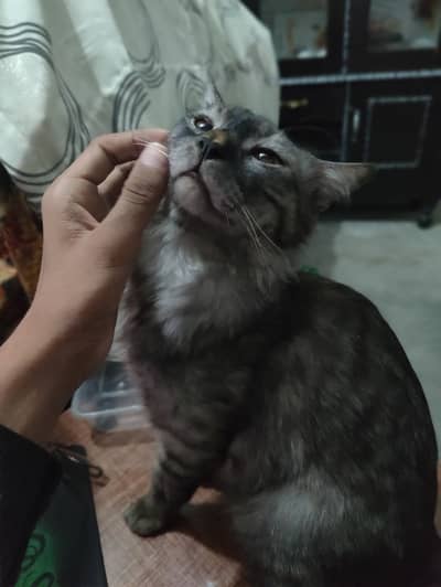 Giant breaded cat name max fully trained