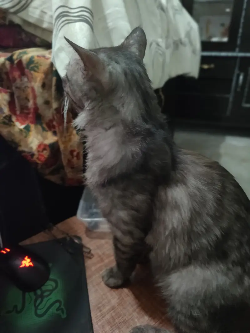 Giant breaded cat name max fully trained — photo 2