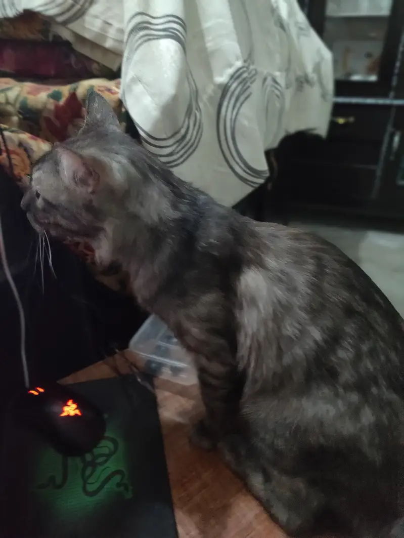 Giant breaded cat name max fully trained — photo 3