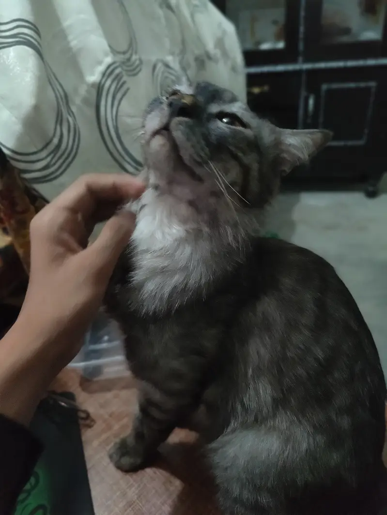 Giant breaded cat name max fully trained — photo 4