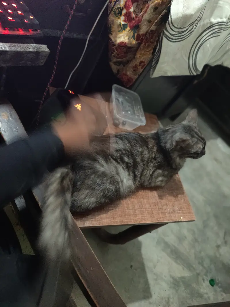 Giant breaded cat name max fully trained — photo 5