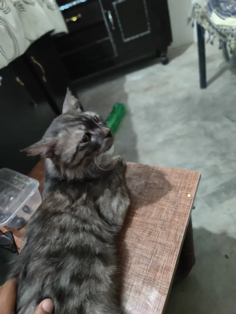 Giant breaded cat name max fully trained — photo 6