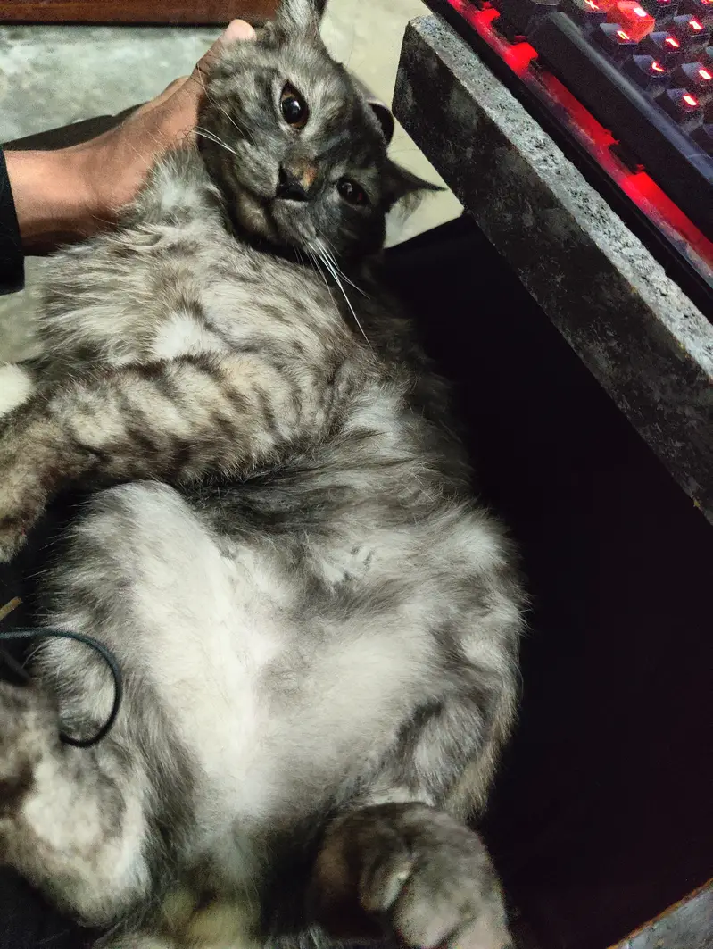 Giant breaded cat name max fully trained — photo 7