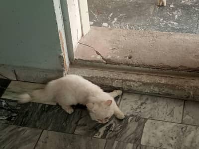 Persian Cat