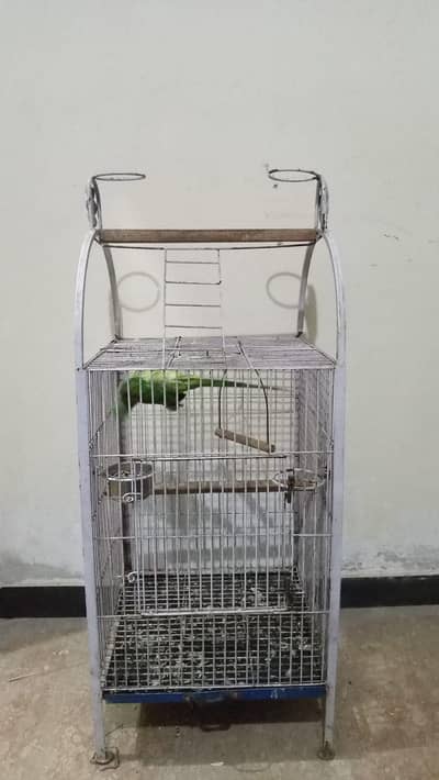 handtame parrot cage available