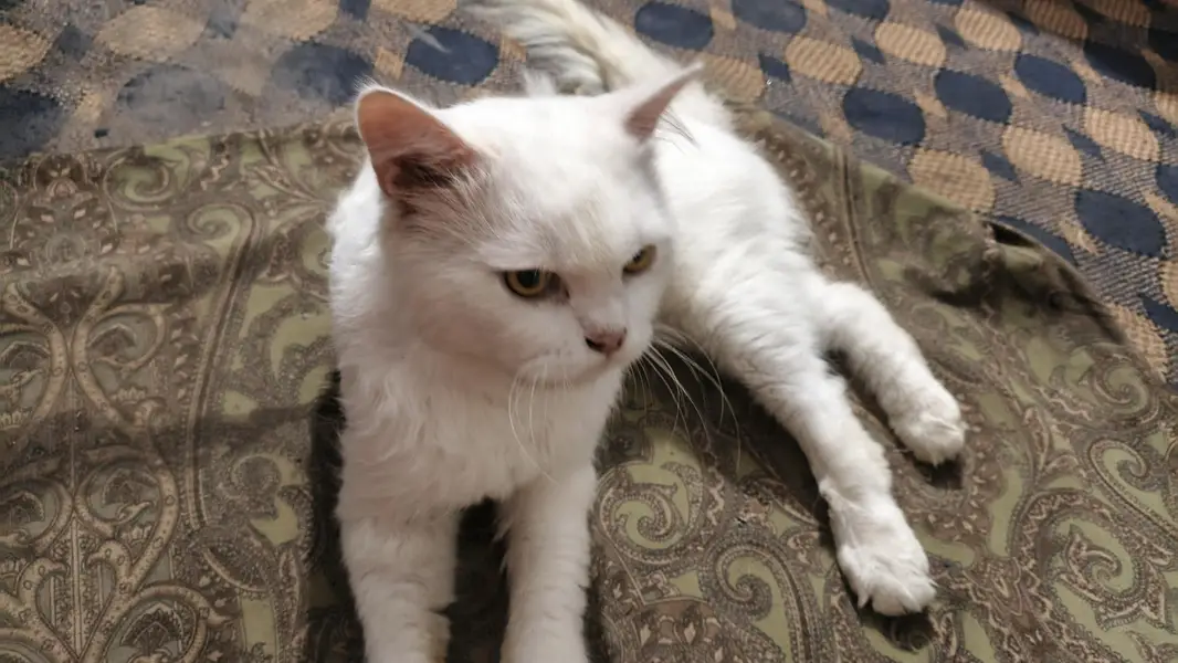 male cat