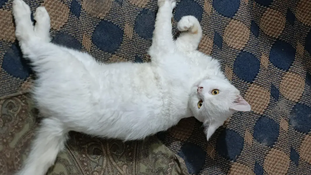 male cat — photo 2
