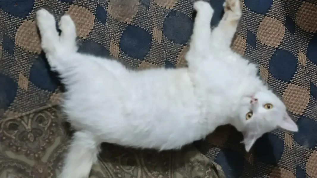 male cat — photo 3