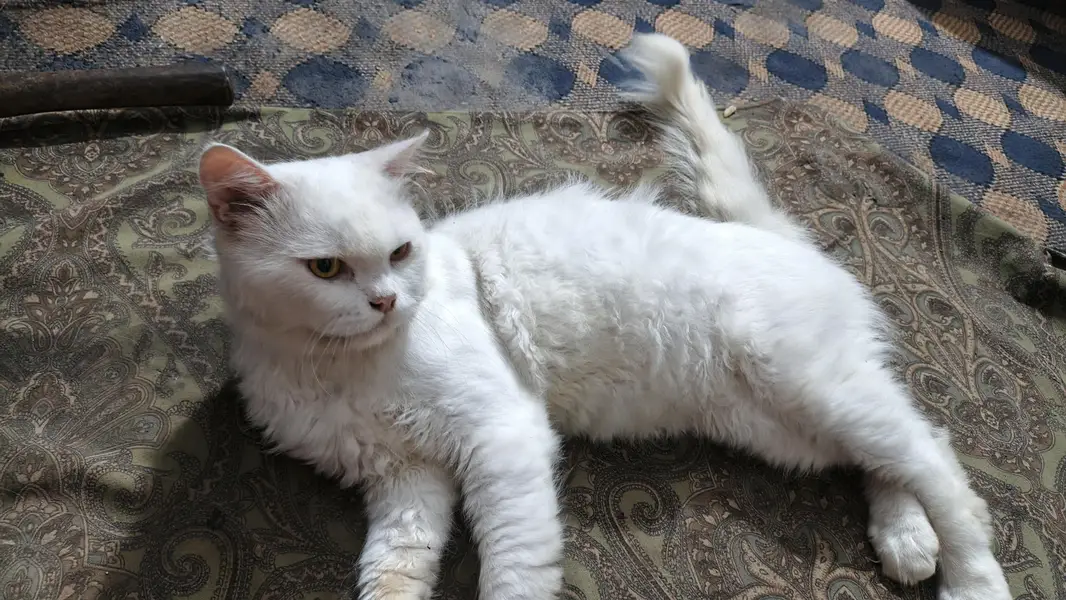 male cat — photo 4