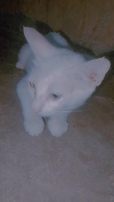 Two cute cats 