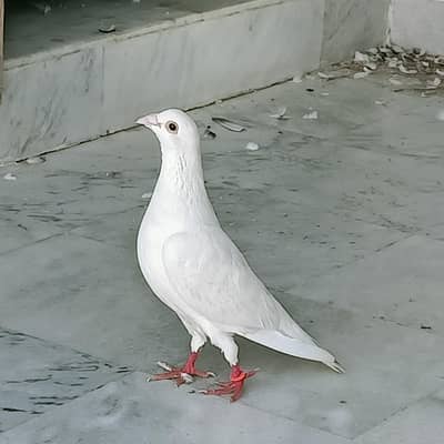 white Homer Qasad Breder Male For Sale