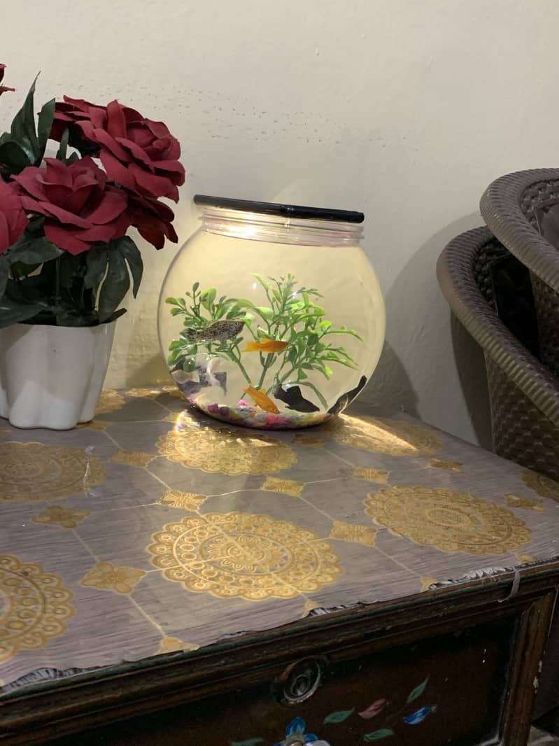 Fishes 0