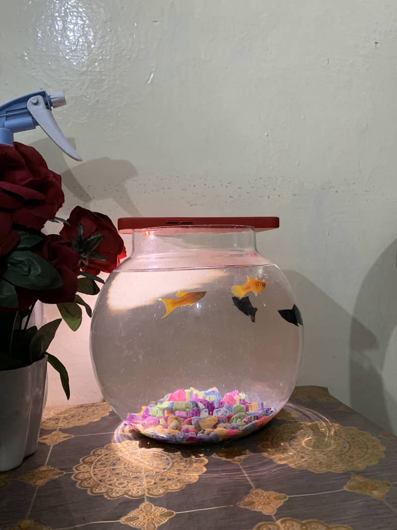 Fishes 1