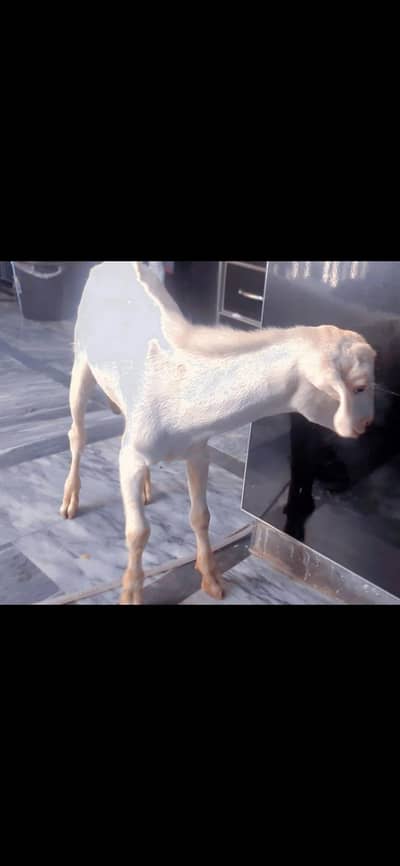 selling my teddy male goat blue eyes