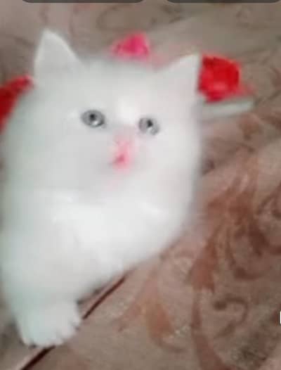 4 billy or ek billi hai.