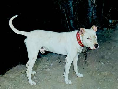 Pure Breed Bully Dog for Sale