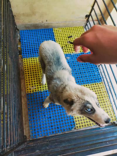 Siberian husky agouti color