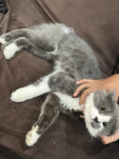 Persian male 1 year adult