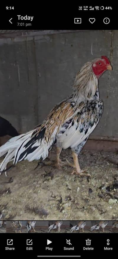 Aseel male / asil murga