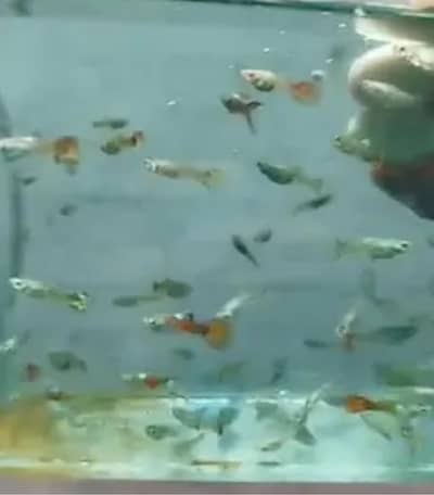 Ramshorn Snails, Guppy + Molly  Juvenile