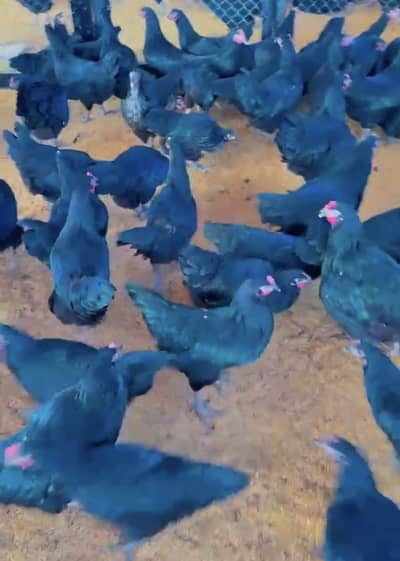 Lohmann black yearly 320 to 340 egg production fresh bird