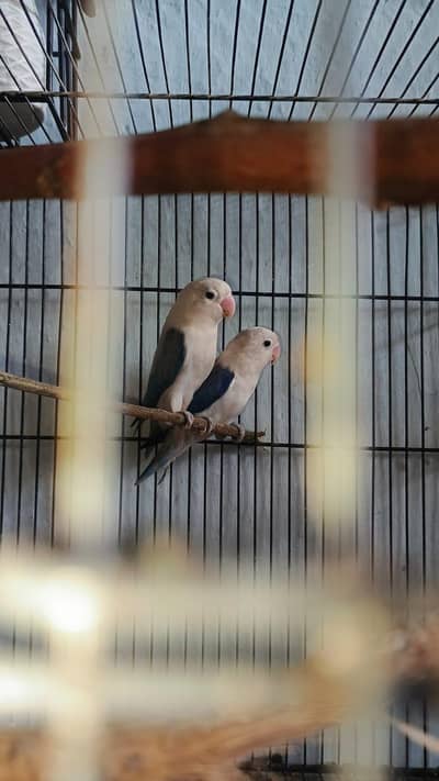 lovebirds breeder pair and chiks pair for sale
