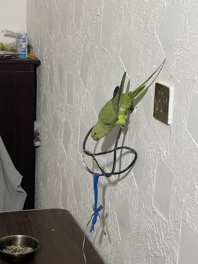Male ringneck parrot