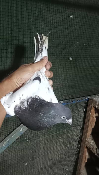 rampuri male jumbo size