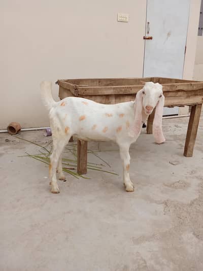 Gulabi Bakra for 2k27 for sell