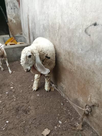 pure kajli females