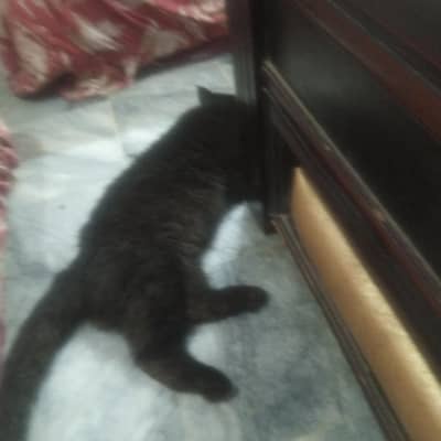 male cat hai buhat pyara