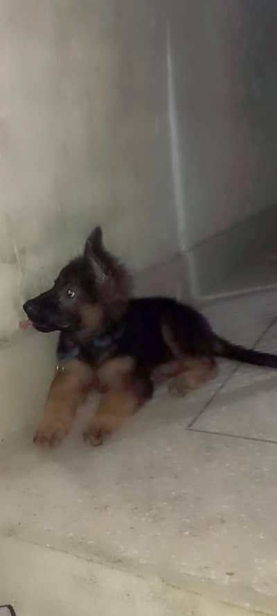 german shepherd