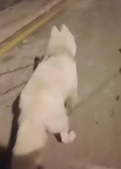 Siberian Husky Rare Breed