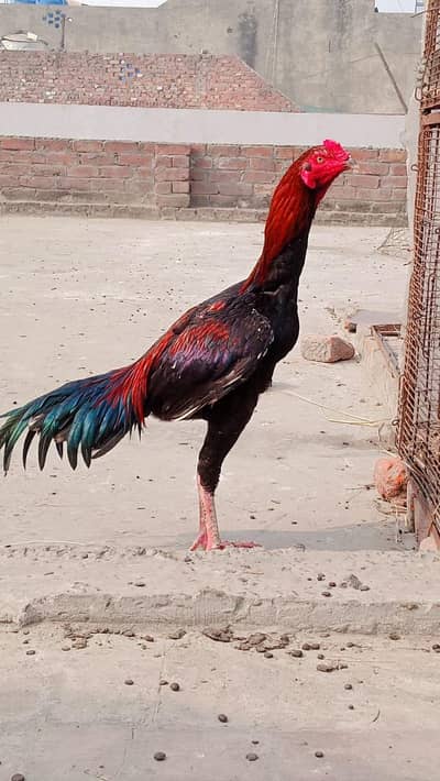 lakha patha