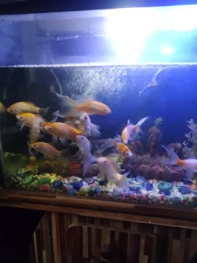 Fish aquarium