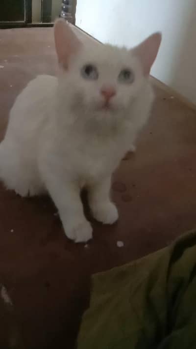 Persian Cat Available In Okara City