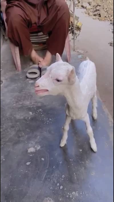 Gulabi teedy bakri