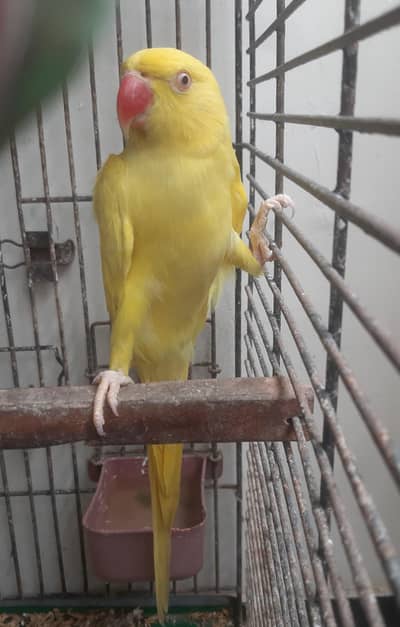 Yellow Ringneck Female | Ready to Breed