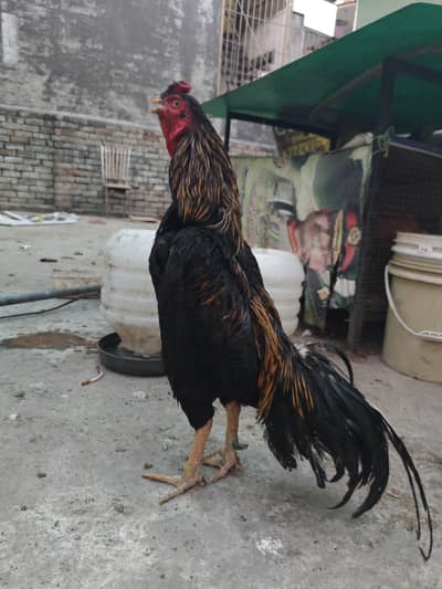 Aseel for sale