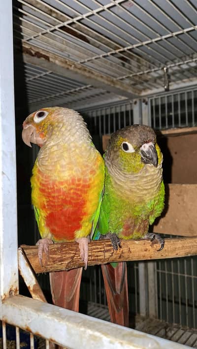 Lovebird and Conure for sale.